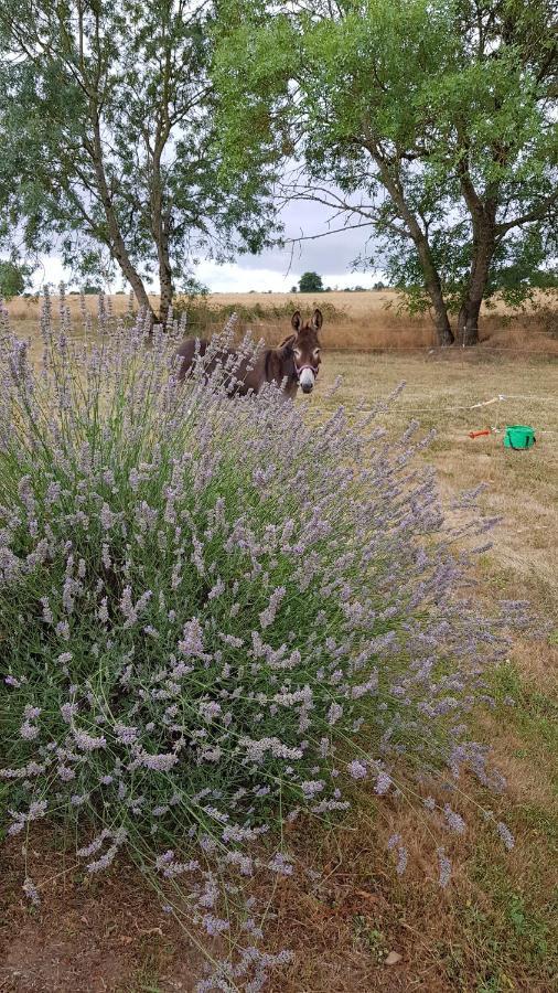 Camping La Petite Houmee Curzay-sur-Vonne Bagian luar foto